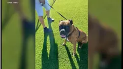 Covina woman's dog killed after burglars ransack home