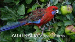 Australian Iconic Birds