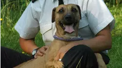 Good Dogs, Bad Owners