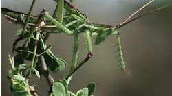 Insects