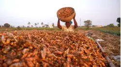 How Toxic Turmeric Ends Up in Your Food