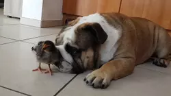 Wide World of Animals