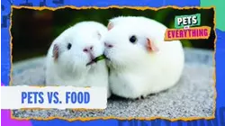 Pets VS. Food