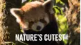 Nature's Cutest