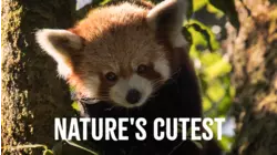 Nature's Cutest