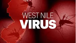 First Stratford mosquito pools test positive for West Nile virus
