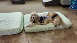 Allentown Sanctuary gives senior dogs a comfort home in their golden years