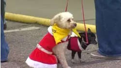 Animal Compassion Team hosts holiday event to boost pet adoptions