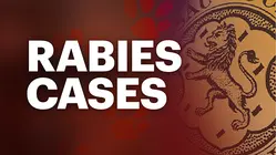 Two New Jersey communities issue rabies warnings after raccoon encounters