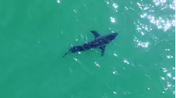 A Look Into the Great White Shark Surge off the California Coast