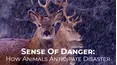 Sense Of Danger: How Animals Anticipate Disaster