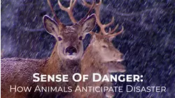 Sense Of Danger: How Animals Anticipate Disaster