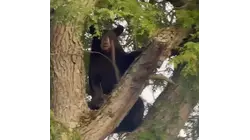 Bear spotted in City of Newburgh as residents report multiple sightings