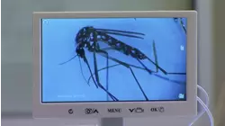 Human case of West Nile virus confirmed in Fresno County, officials say