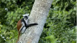 Lemurs of Madagascar