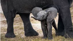 Baby Elephant and Alpaca