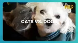 Cats Vs. Dogs