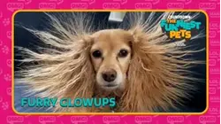 Countdown: The Funniest Pets | Furry Glowups