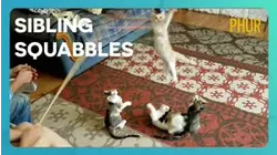 Sibling Squabbles