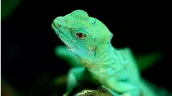 Lizards and Jellyfish