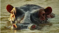 Wetland Animals
