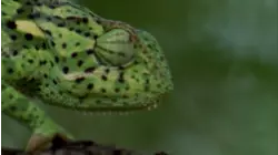 Camouflage