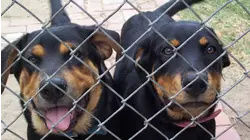 Naughty Rotties