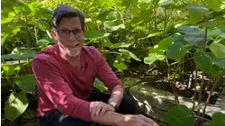 Hoja Santa in My Backyard