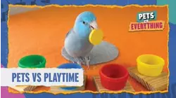Pets VS. Playtime