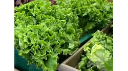 No New Jersey-grown produce linked to parasite outbreak, officials say
