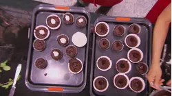 Kids Hide-and-Seek Cupcakes