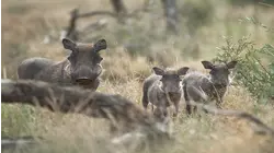 Baby Warthog