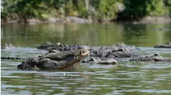 Florida: How Real Estate Rogues Invented Florida As We Know It