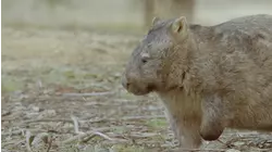 Wombat Wood