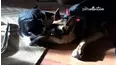 Best Pets of the Month