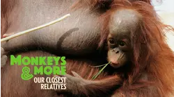 Monkeys and More: Our Closest Relatives