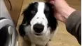 Best Pets of the Month