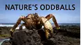 Nature's Oddballs - Creatures of the Night