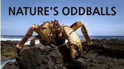 Nature's Oddballs - Creatures of the Night
