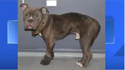 Emaciated, bound dog rescued from rooftop; woman denies abandoning 'Melo'