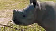 Baby Animals Around the World