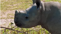 More Baby Animals From Africa