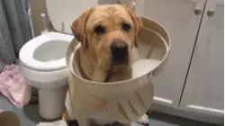 Cats vs. Dogs, Part 2