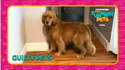 Countdown: The Funniest Pets | Guilty Pets