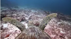 The Great Barrier Reef
