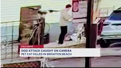 EXCLUSIVE: Video shows dog attacking, killing pet cat in Brighton Beach