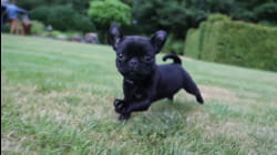 Downward Dog