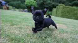 Downward Dog