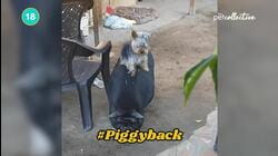 Cute Pups Are Incredibly Patient | Funniest Pets of the Week