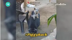 Cute Pups Are Incredibly Patient | Funniest Pets of the Week